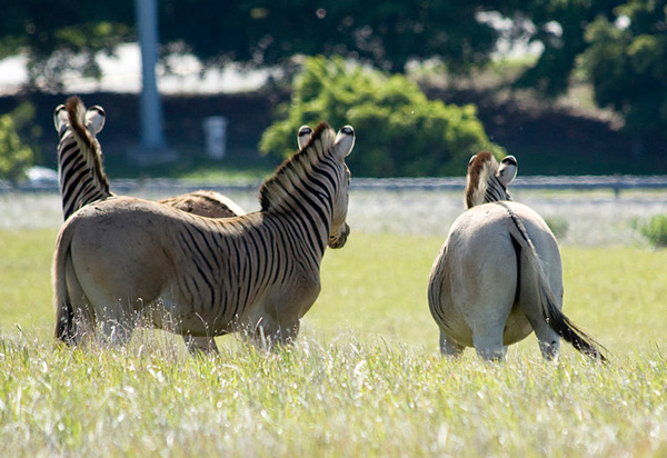 Quagga.Genetica